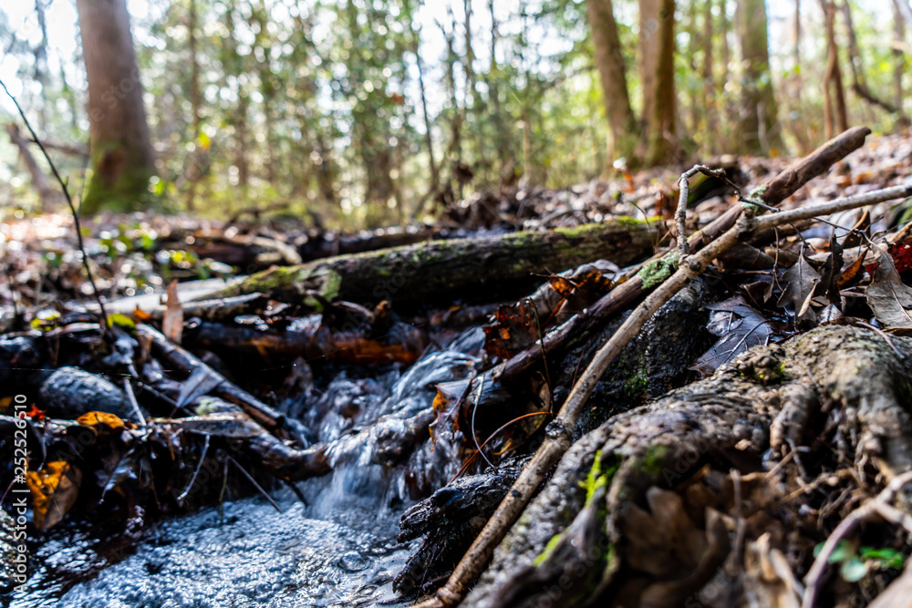 exploring the woods and stream chasing exploring the woods and stream chasing