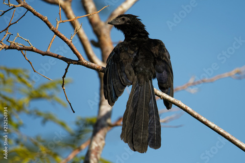 Groove-billed Ani - Crotophaga sulcirostris tropical bird in the cuckoo family, long tail and a large, curved beak. Resident species from Texas, Mexico to Colombia and Venezuela, Ecuador, Peru photo