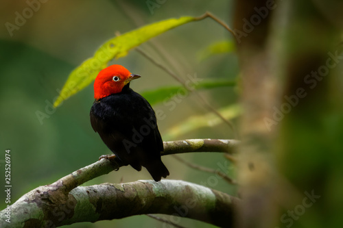 Red-capped manakin - Ceratopipra mentalis  bird in the Pipridae family photo