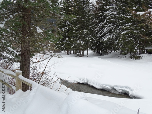 sentiero innevato tra le pinete della valfurva in alta valtellina photo