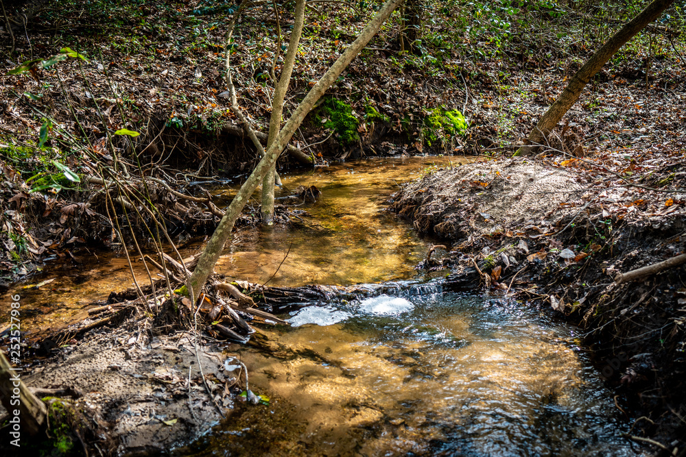 exploring the woods and stream chasing exploring the woods and stream chasing