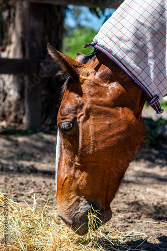 portrait of a brown horse with a white stripe on her nose on a farm eating hay off the ground