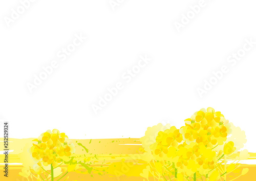 美しい菜の花の背景