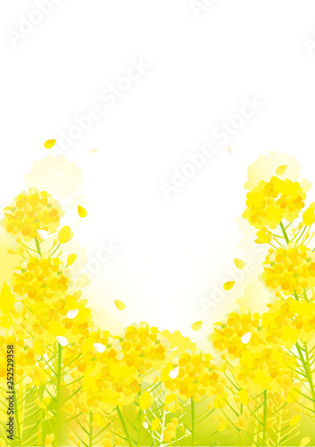 美しい菜の花の背景