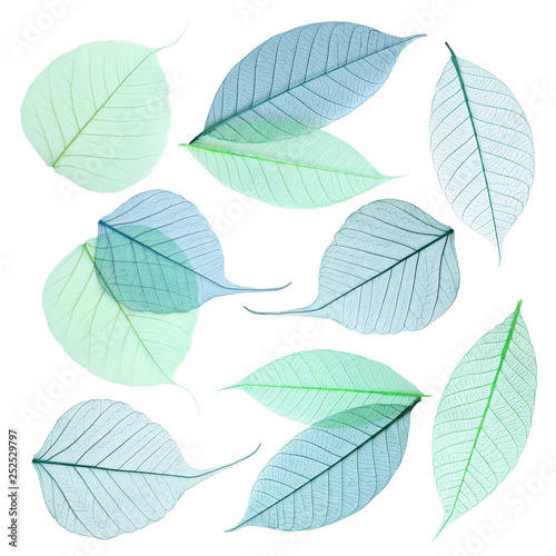 Set of decorative skeleton leaves on white background, top view