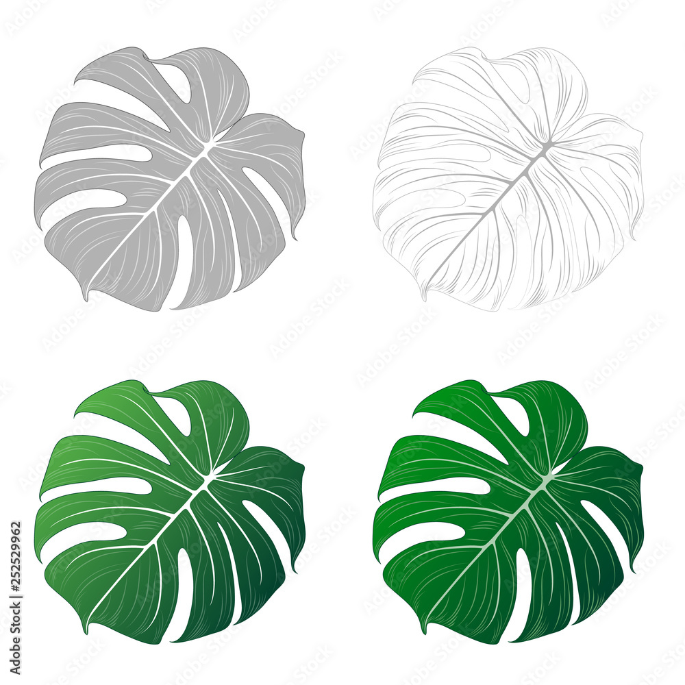 Set tropical isolated green leaf flower  monstera. Vector element for design.