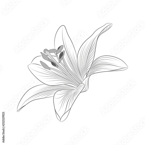 Abstract hand-drawn monochrome flower lily. Element for design.