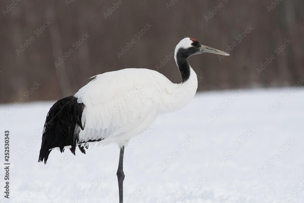 Obraz premium Red-crowned crane, Kushiro city, Hokkkaido, Japan