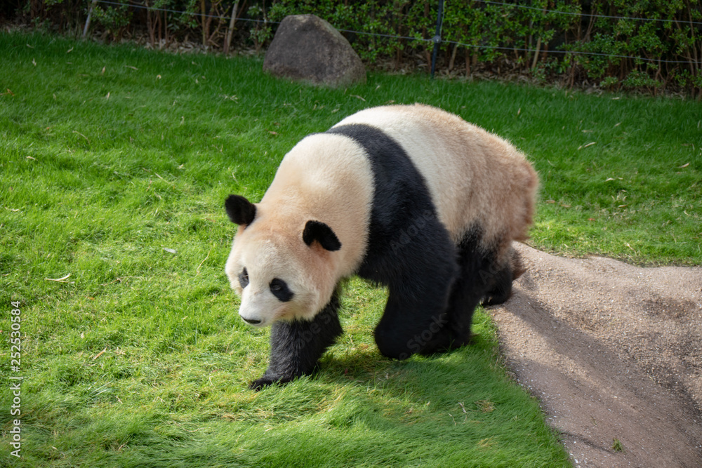 Naklejka premium ジャイアントパンダ