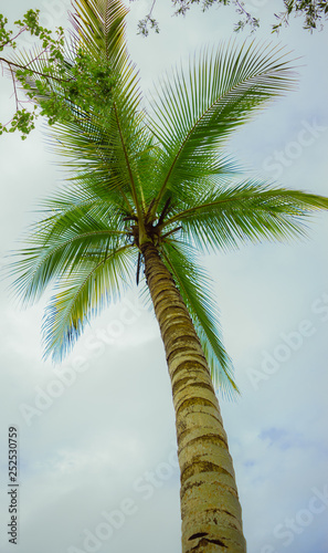 Low angle view of a palm tree on blue sky