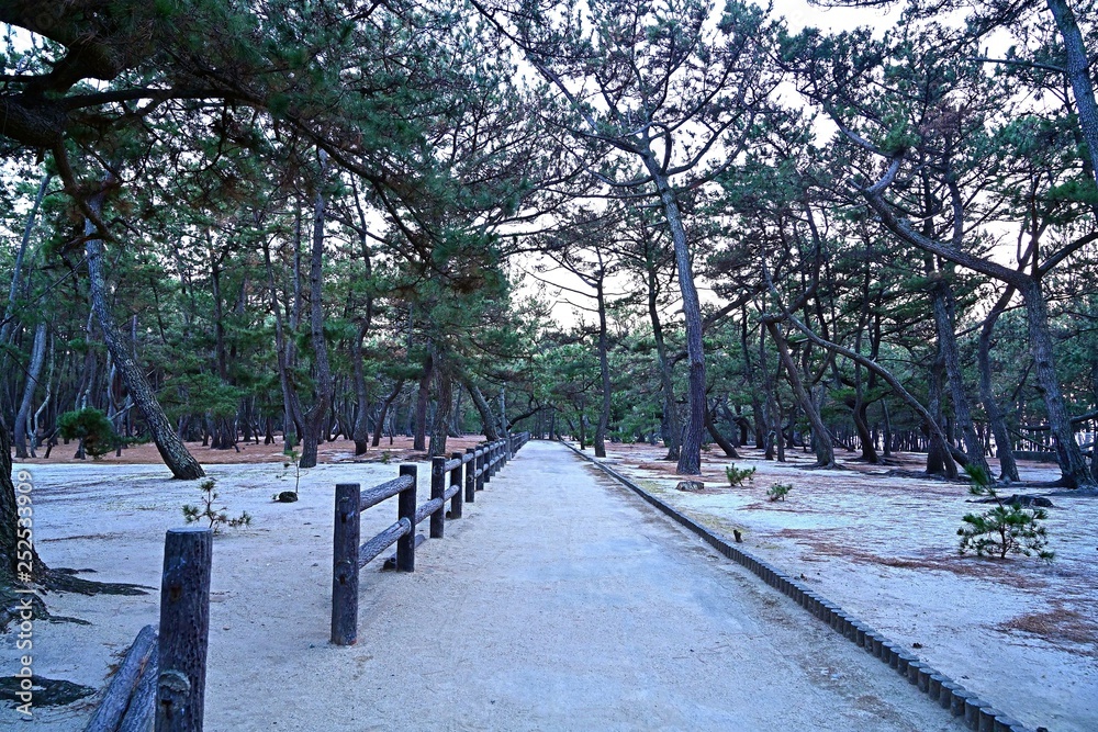 キレイに整備された松林の公園情景 