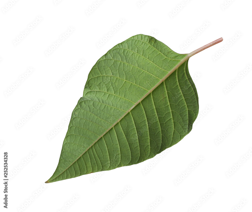 Obraz premium Leaf of tropical poinsettia plant isolated on white