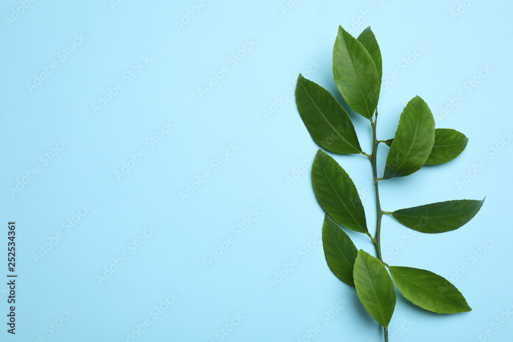 Branch of tropical citrus plant with leaves on color background, top view. Space for text Branch of tropical citrus plant with leaves on color background, top view. Space for text