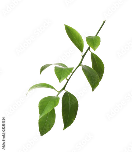 Branch of tropical citrus plant with leaves isolated on white