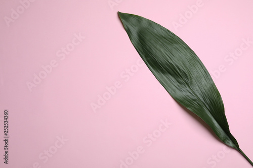 Obraz tropikalny liść na różowym tle
