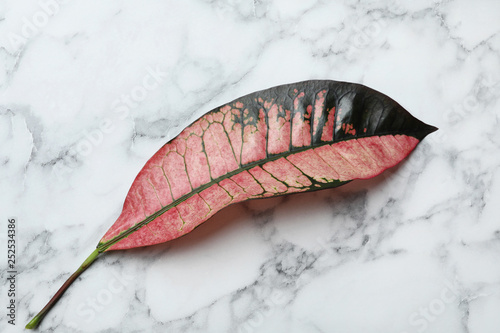 Leaf of tropical codiaeum plant on marble background