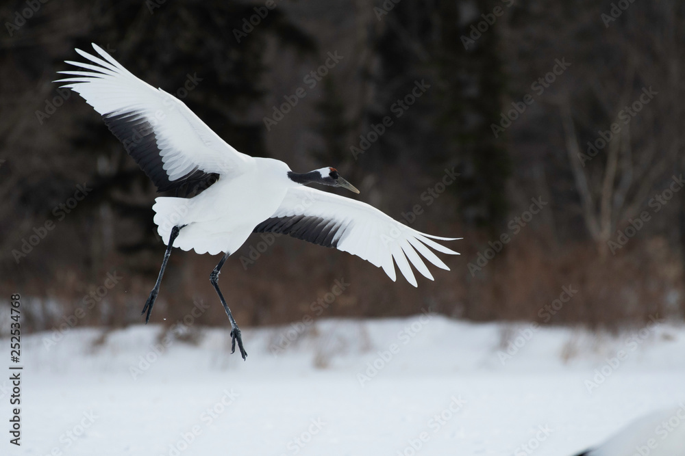 Red-crowned crane landing in Kushiro city, Hokkaido, Japan Red-crowned crane landing in Kushiro city, Hokkaido, Japan