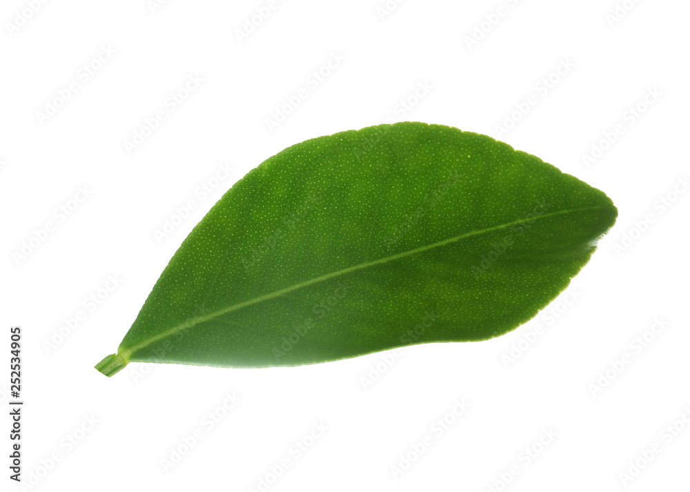 Fresh green orange leaf isolated on white Fresh green orange leaf isolated on white