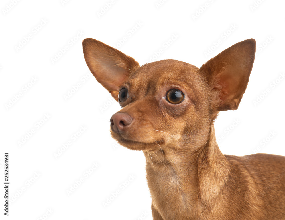 Cute toy terrier isolated on white. Domestic dog