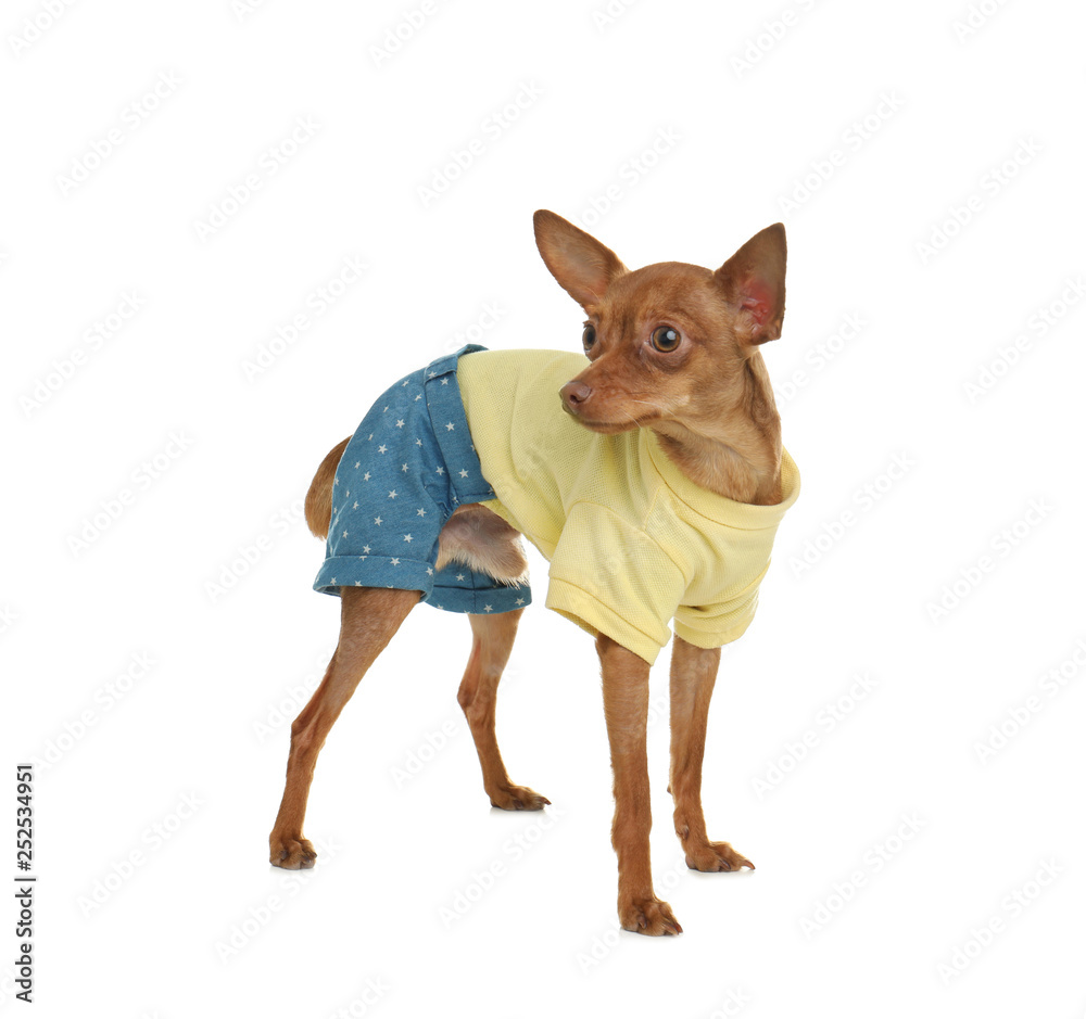 Cute toy terrier in funny clothes isolated on white. Domestic dog Cute toy terrier in funny clothes isolated on white. Domestic dog