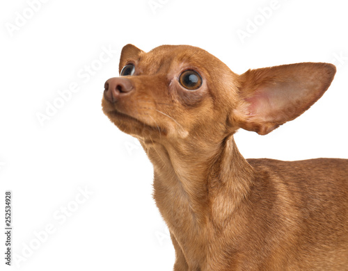 Cute toy terrier isolated on white. Domestic dog