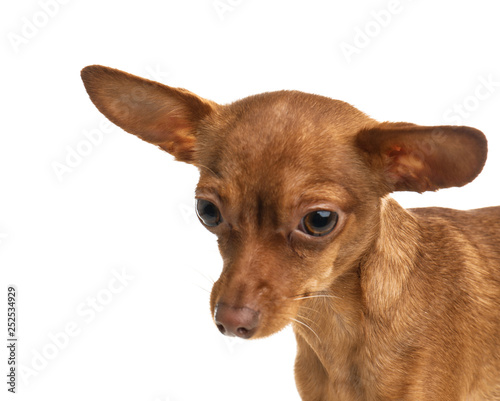 Cute toy terrier isolated on white. Domestic dog