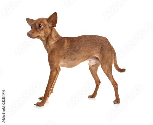 Cute toy terrier isolated on white. Domestic dog