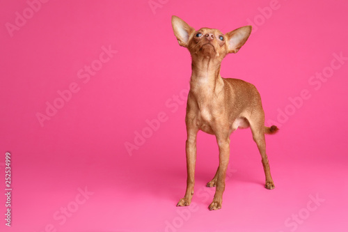 Cute toy terrier on color background, space for text. Domestic dog © New Africa