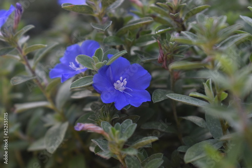 Purple Flower Macro