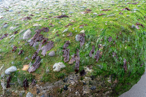 Seaweed on Old Sea Wall On Whidbey Island photo