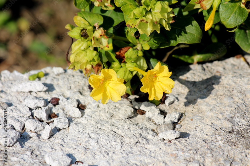 Marvel of Peru or Mirabilis jalapa or Four oclock flower or Beauty of ...