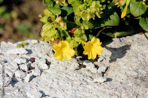 Marvel of Peru or Mirabilis jalapa or Four oclock flower or Beauty of the night or Coat of many colours long-lived perennial herb shaped like a bush with egg-shaped in outline with broad end at base o photo