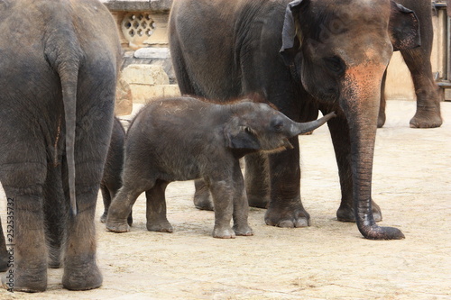 Elefanten Baby im Zoo