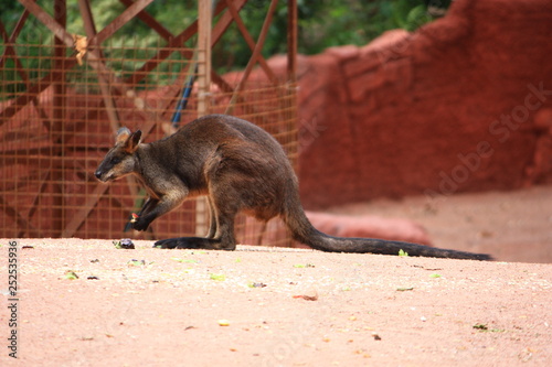 Känguru  photo