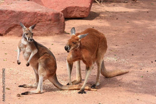 Känguru 