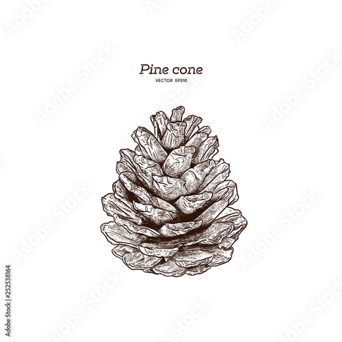 Pine cone, hand draw vector.