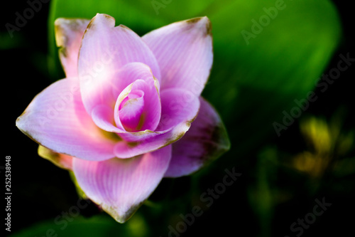 Pathumma or Siam Tulip Purple pink color on the tree top view at Thailand.