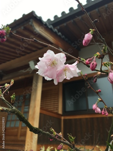 Closeup of Sakura petals 