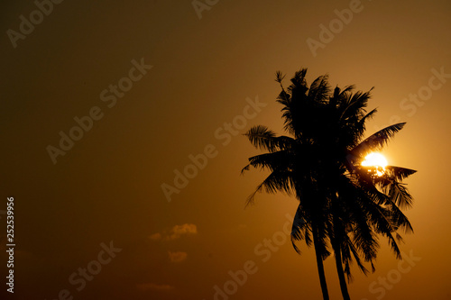 Silhouette of coconut tree with the sun shining in the back on gold sky evening.