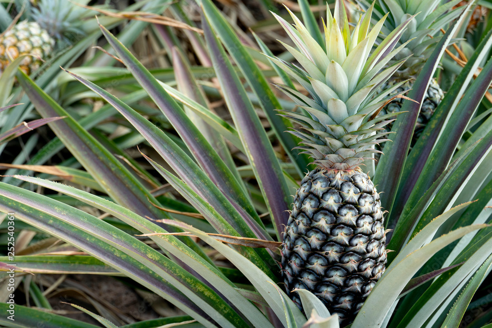 Agricultural occupation Pineapple Fruit on tree in plantation at Thailand. Agricultural occupation Pineapple Fruit on tree in plantation at Thailand.