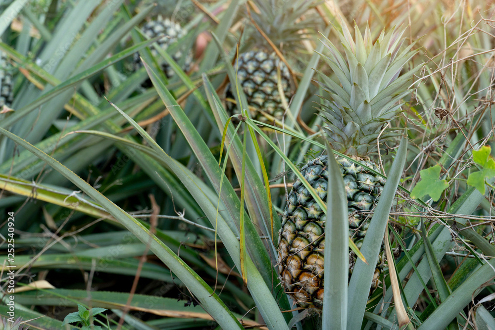 Obraz premium Agricultural occupation Pineapple Fruit on tree in plantation at Thailand.