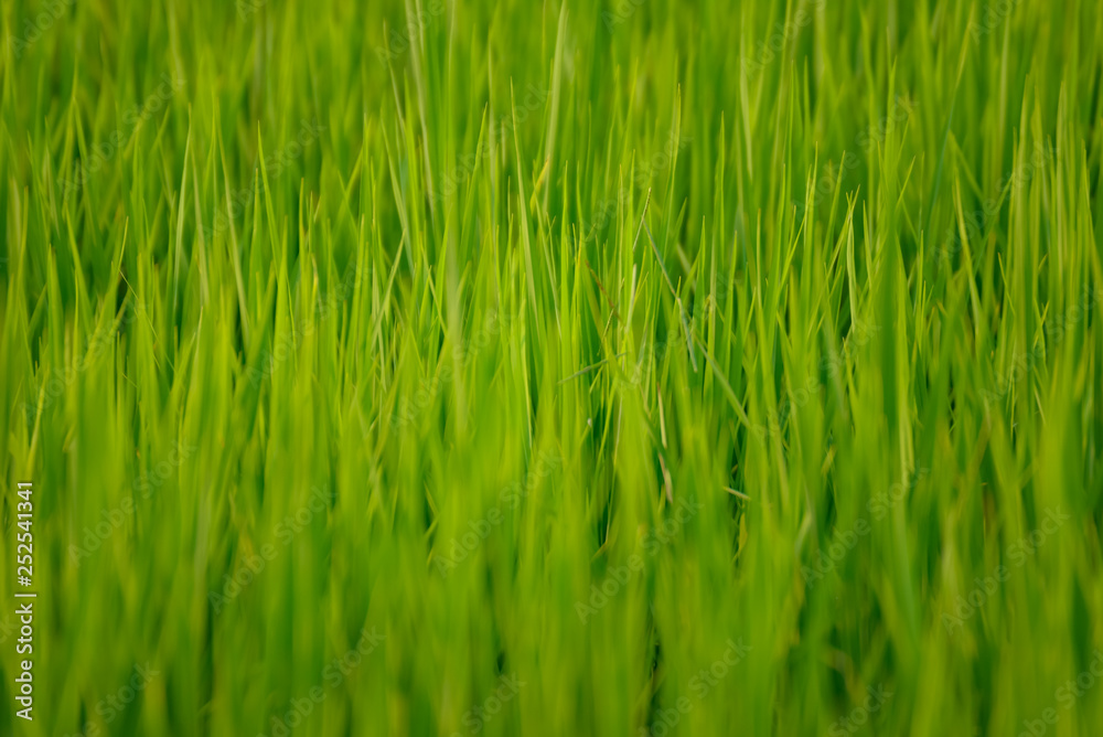 Green paddy or rice field background