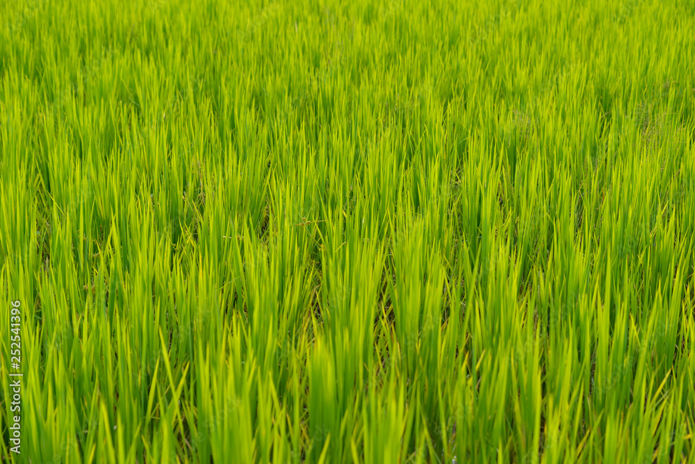 Green paddy or rice field background