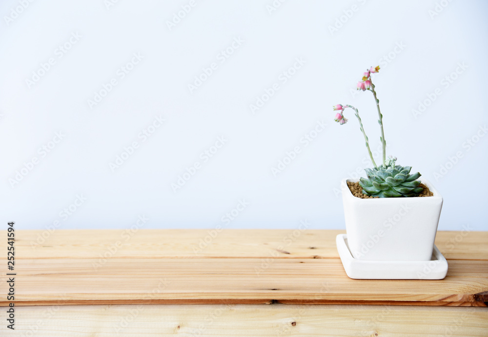 Succulent on wooden table