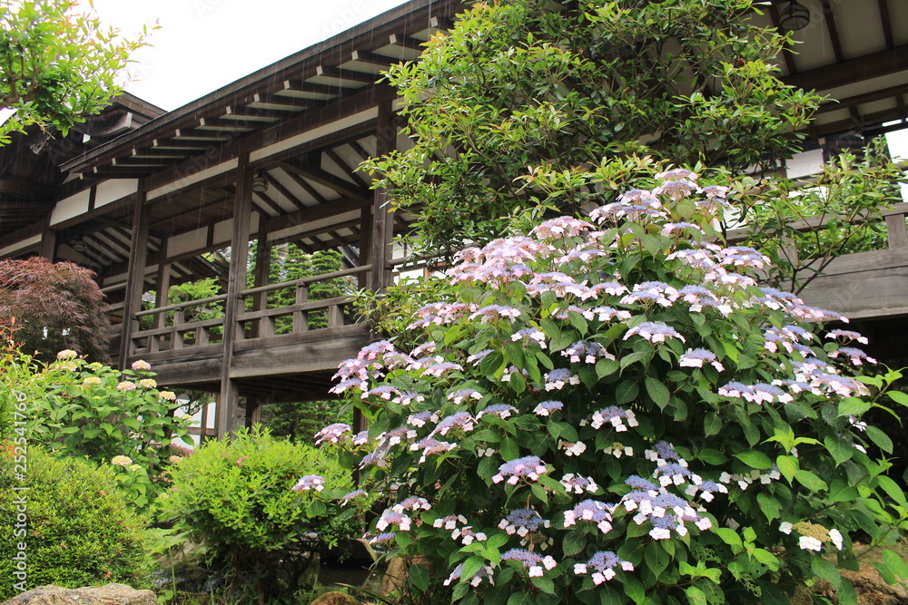 雨引観音のあじさい