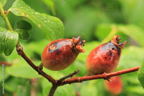 雨引観音のザクロ