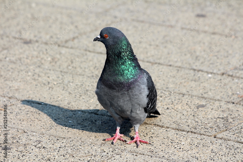 Pigeon standing peacefully on concrete mixed with gravel tiles overlooking surrounding and enjoying warm sun on warm sunny day Pigeon standing peacefully on concrete mixed with gravel tiles overlooking surrounding and enjoying warm sun on warm sunny day