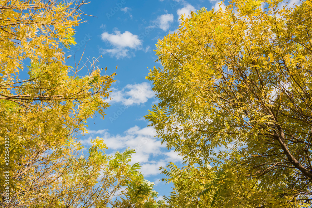In autumn, yellow leaves against the background of blue sky and white clouds In autumn, yellow leaves against the background of blue sky and white clouds
