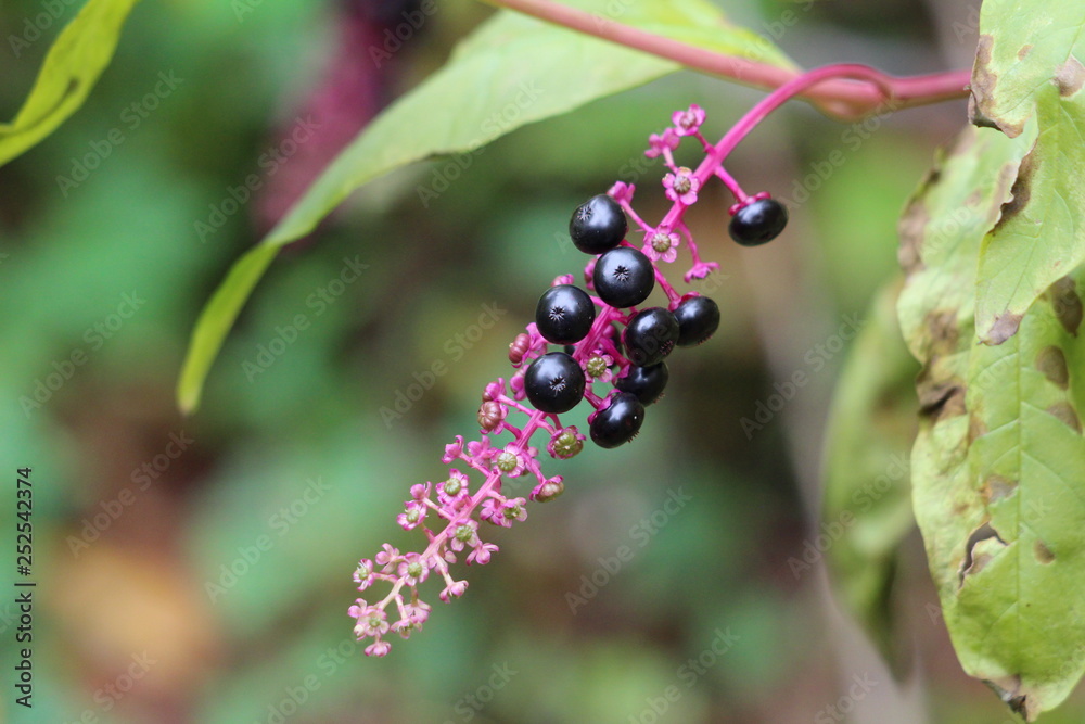 Pokeweed or Phytolacca americana or American pokeweed or Poke salad poisonous herbaceous perennial plant with small and fully ripe black berries on purple stem surrounded with green leaves on warm aut Pokeweed or Phytolacca americana or American pokeweed or Poke salad poisonous herbaceous perennial plant with small and fully ripe black berries on purple stem surrounded with green leaves on warm aut