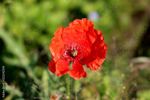 Poppy herbaceous flowering plant with single bright red fully open flower pointing towards sun with other plants in background on warm sunny day